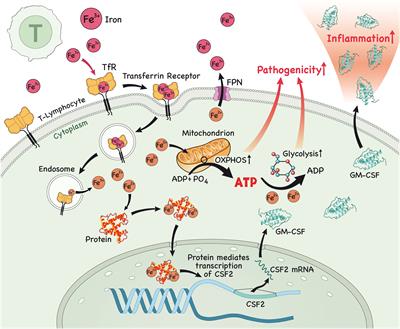 The role of iron metabolism in the pathogenesis and treatment of multiple sclerosis